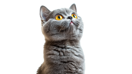 Cute grey cat with bright yellow eyes looking up