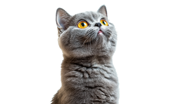 Cute grey cat with bright yellow eyes looking up