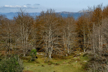 Spectacular beech trres in the Gorbea natural Park on a sunny autumn day