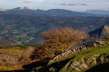 Spectacular beech trres in the Gorbea natural Park on a sunny autumn day