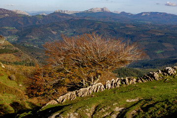 Spectacular beech trres in the Gorbea natural Park on a sunny autumn day