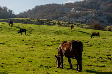 Horses and cows grazing in a beautiful setting in the Gorbea Natural Park in the Basque Cpuntry, Spain