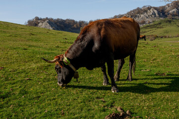 Horses and cows grazing in a beautiful setting in the Gorbea Natural Park in the Basque Cpuntry, Spain