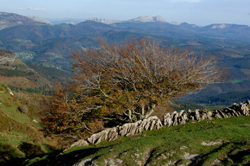 Spectacular beech trres in the Gorbea natural Park on a sunny autumn day
