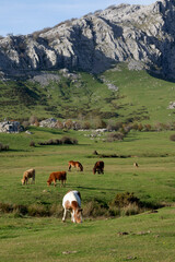 Horses and cows grazing in a beautiful setting in the Gorbea Natural Park in the Basque Cpuntry, Spain