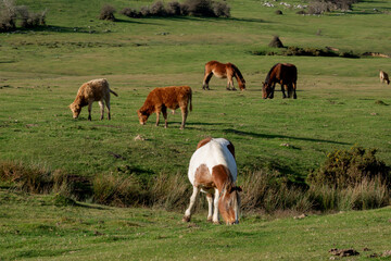 Horses and corws grazing in a beautiful setting in the Gormbea Natural Park in the Basque country, Spain