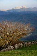 Spectacular beech trres in the Gorbea natural Park on a sunny autumn day