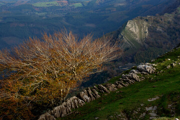 Spectacular beech trres in the Gorbea natural Park on a sunny autumn day