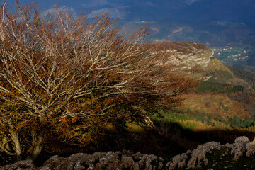 Spectacular beech trres in the Gorbea natural Park on a sunny autumn day