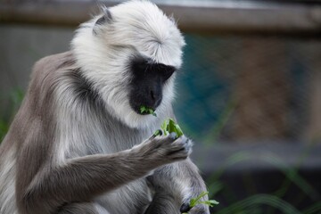The Northern Plains Gray Langur (Semnopithecus entellus), also known as the Sacred Langur, Bengal Sacred Langur and Hanuman Langur.