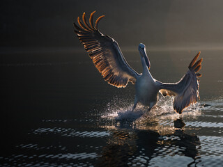 Dalmatian pelican at Lake Kerkini, Greece from January 2025