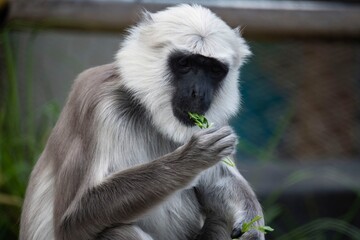 The Northern Plains Gray Langur (Semnopithecus entellus), also known as the Sacred Langur, Bengal Sacred Langur and Hanuman Langur.
