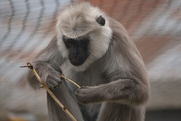 The Northern Plains Gray Langur (Semnopithecus entellus), also known as the Sacred Langur, Bengal...
