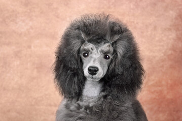 Portrait of cute gray toy poodle