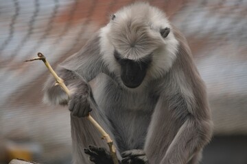 The Northern Plains Gray Langur (Semnopithecus entellus), also known as the Sacred Langur, Bengal Sacred Langur and Hanuman Langur.