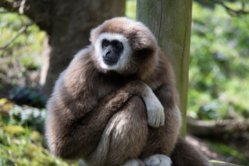 The Lar Gibbon (Hylobates lar), also known as the White-Handed Gibbon.