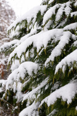 Close-up of coniferous tree branches. Winter snow-covered trees
