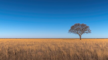 Fototapeta premium Lonely tree in vast golden savanna under clear blue sky. Possible use nature background