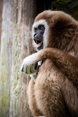 The Lar Gibbon (Hylobates lar), also known as the White-Handed Gibbon.