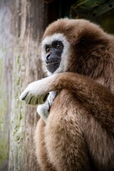 The Lar Gibbon (Hylobates lar), also known as the White-Handed Gibbon.