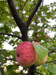 photo apple pink red on tree close close-up summer autumn harvest