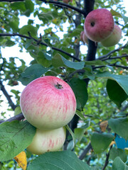 photo apple pink red on tree close close-up summer autumn harvest