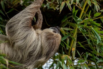 Linnaeus's Two-Toed Sloth (Choloepus didactylus), also known as the Southern Two-Toed Sloth, Unau,...