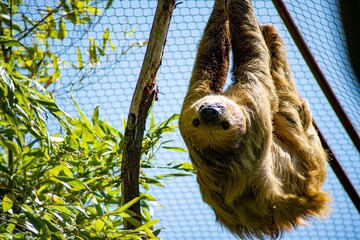 Linnaeus's Two-Toed Sloth (Choloepus didactylus), also known as the Southern Two-Toed Sloth, Unau, or Linne's Two-Toed Sloth.