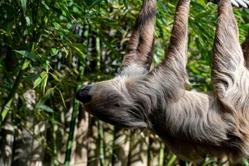 Linnaeus's Two-Toed Sloth (Choloepus didactylus), also known as the Southern Two-Toed Sloth, Unau, or Linne's Two-Toed Sloth.