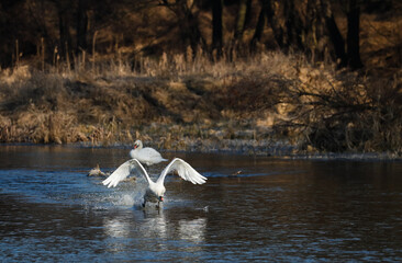 Biały łabędż lecący na dziką rzeką © kubikactive