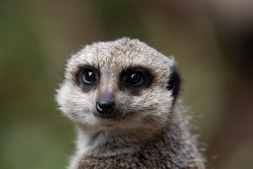 The Meerkat (Suricata suricatta) or Suricate.