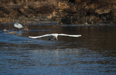 Biały łabędż lecący na dziką rzeką © kubikactive