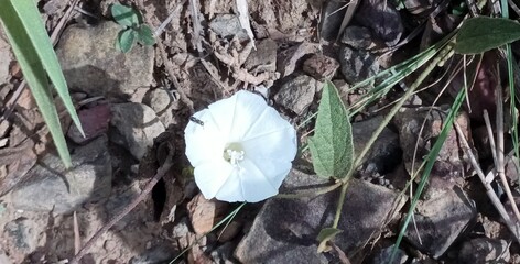 Flor Evolvulus tomentosos