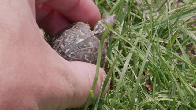 Hand Holding a Baby Desert Box Turtle