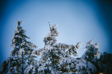 Freshly Fallen Snow Sits on the Trees