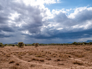 Obraz premium Thunderstorm atmosphere in the Serengeti.