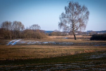 Drzewo i droga © MagicEarthPlanet