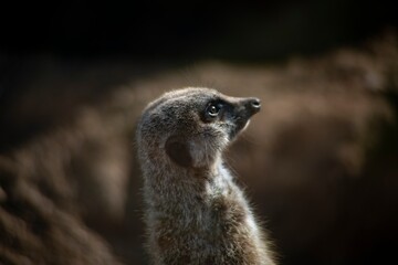 The Meerkat (Suricata suricatta) or Suricate.