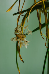 Drying Paperwhite Flowers Botany Study