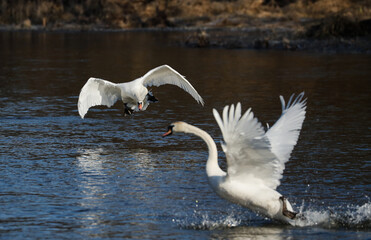 Walka białych łabędzi o wodne terytorium © kubikactive