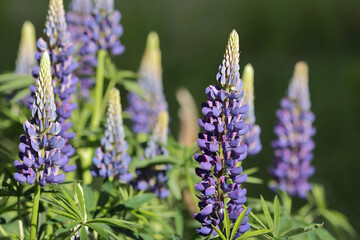 Obraz premium Wild lupine flowers in full bloom with a blurred natural background. floral background.