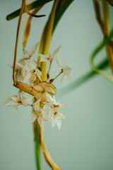 Drying Paperwhite Flowers Botany Study
