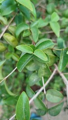 green leaves in the garden