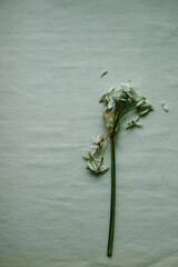 Drying Paperwhite Flowers Botany Study