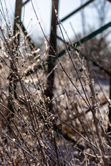 Shrubs, thickets. Tree branches. Winter landscape. Village life in winter