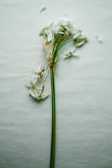 Drying Paperwhite Flowers Botany Study