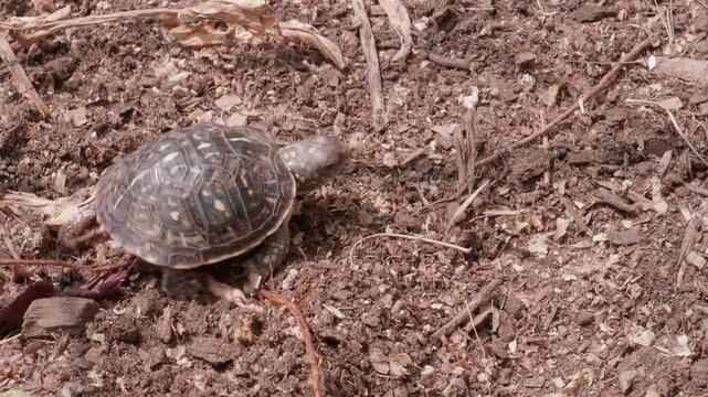 Baby Western Box Turtle Crossing Frame