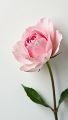 Fototapeta premium Delicate petals unfolding on a serene white background, soft focus, gentle hues, floral arrangement