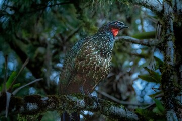 Ave - Jacuguaçú (Penelope obscura)