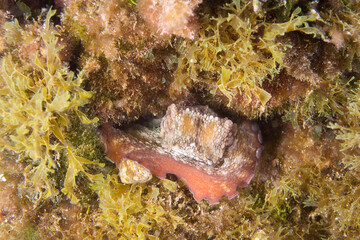 Devilfish (Octopus vulgaris). Octopus in the den. Sardinia. Italy